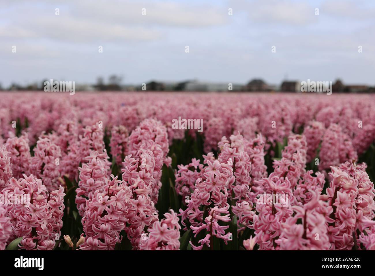 Ein wunderschönes Feld mit rosa Hyazinthen-Blüten in voller Blüte Stockfoto