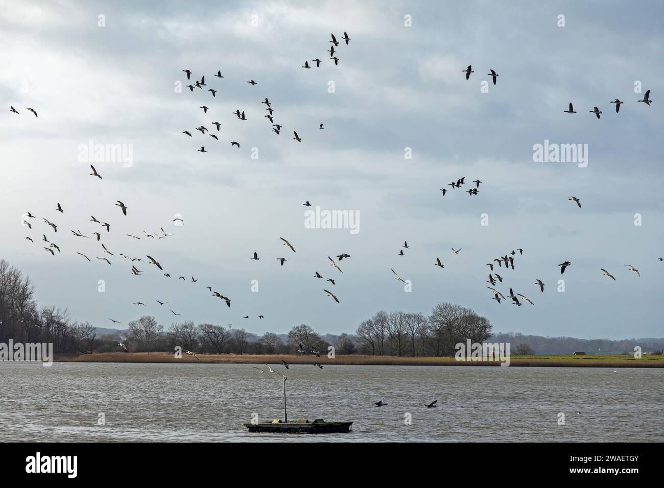 Boot, Brants im Flug, Goldhöft, Geltinger Birk, Gelting, Schleswig-Holstein, Deutschland Stockfoto