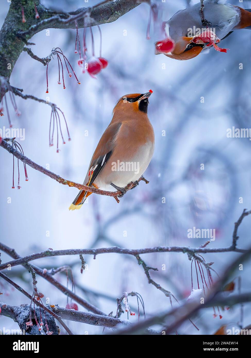 Ein Bohemian Wachsflügel kommt in großen Herden und befreit die Bäume von allen Beeren in Schweden Stockfoto