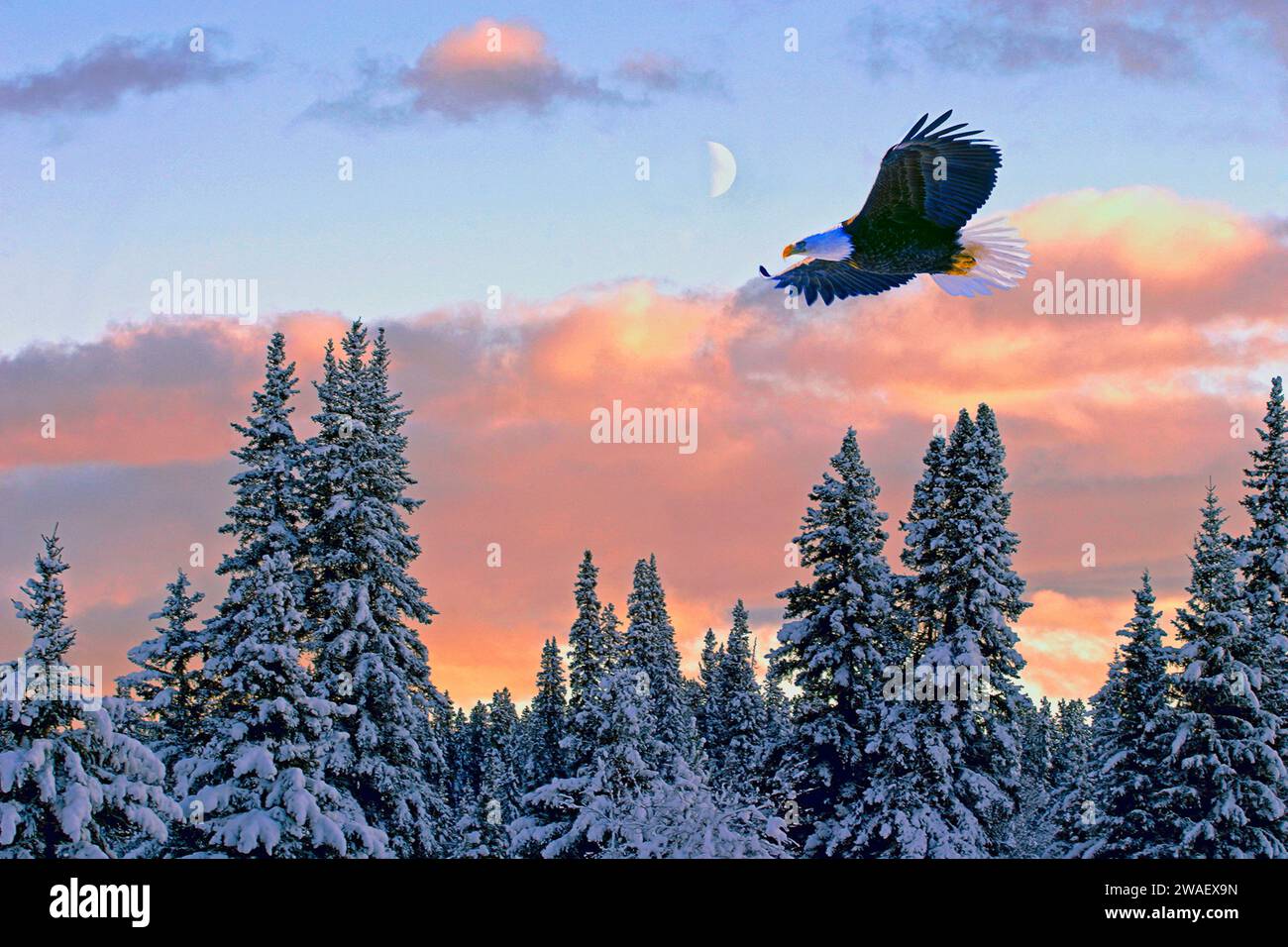 Weißkopfseeadler im Flug, der in der Luft über den Winterwald mit farbenfrohem Sonnenuntergang und Halbmond am Himmel schwingt. Stockfoto