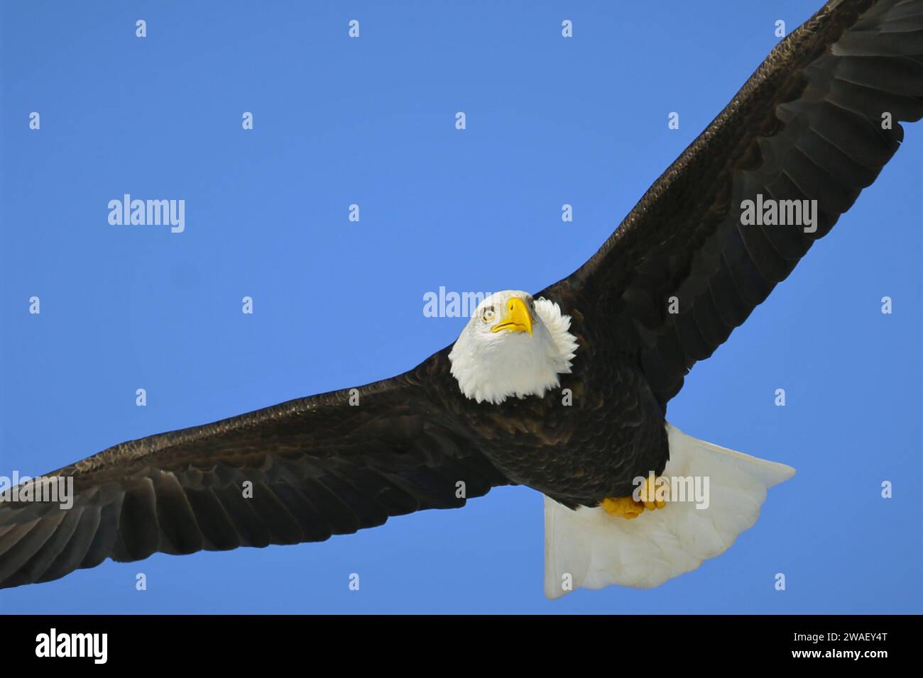 Weißkopfseeagle im Flug auf blauem Himmel, Nahaufnahme Stockfoto