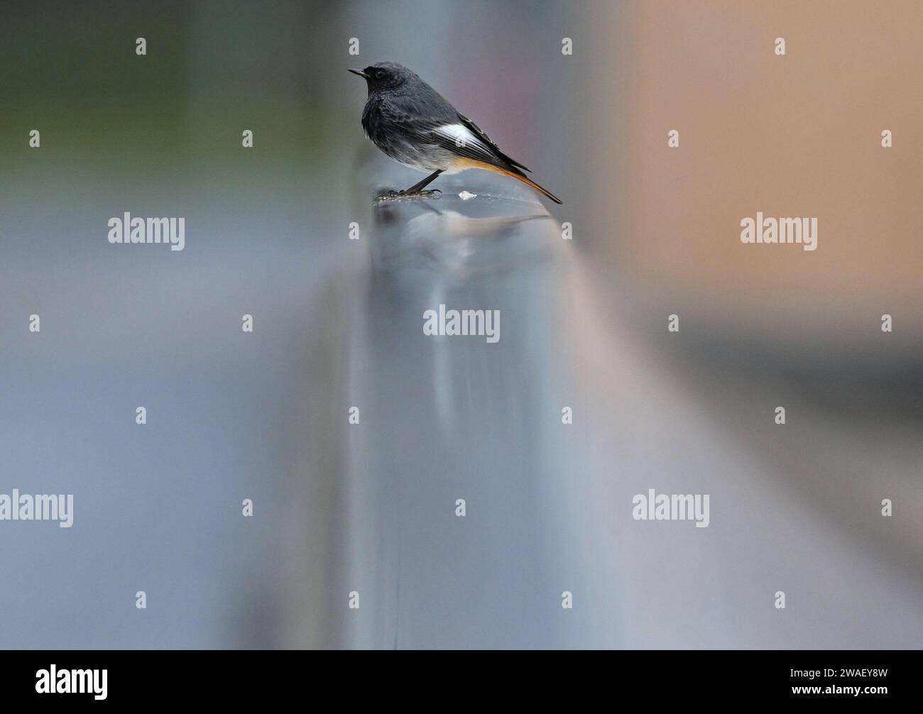 04. Januar 2024, Hessen, Bad Soden-Salmünster: Auf einem Geländer des Kinzigtaldamms hat sich ein schwarzer Rotschwarz angesiedelt. Foto: Arne Dedert/dpa Stockfoto