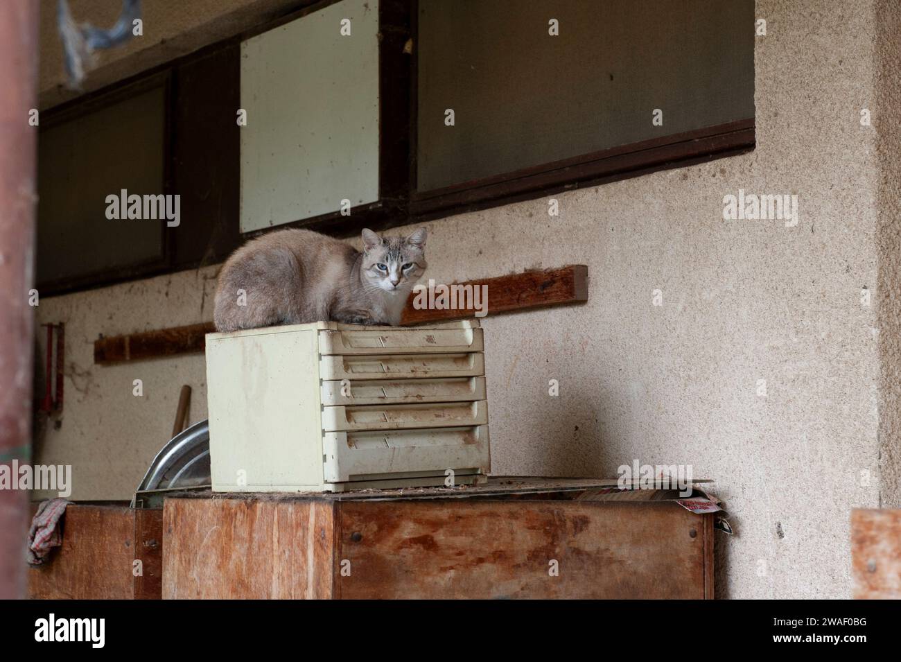 Graue und weiße Wildkatze mit blauen Augen, die auf einem Plastikkarteiensorter auf einem Kibbuz in Nord-Israel ruht. Stockfoto