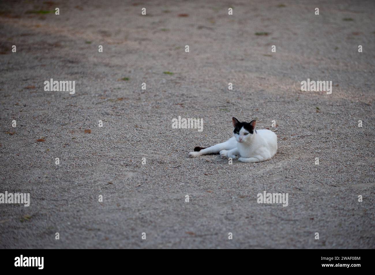 Schwarz-weiß, ausgewachsene verwilderte Straßenkatze, die allein auf einer großen, offenen, kiesigen Oberfläche sitzt. Stockfoto