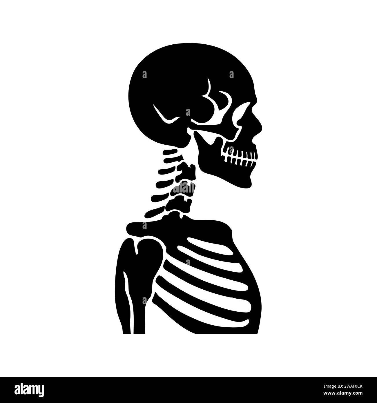 Skelett-Silhouette des Schädels, Kopf des menschlichen Skeletts, Seitenansicht des menschlichen Skeletts. Menschliche Körperstruktur, Anatomie, Röntgensymbol. Vektorabbildung Stock Vektor