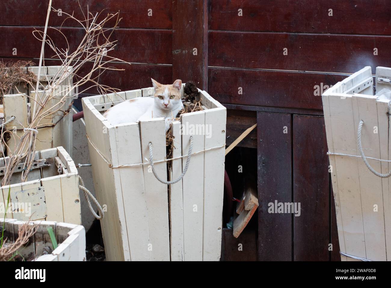 Die orange-weiße Jerusalem-Straßenkatze findet ein bequemes Bett, das in einem unbenutzten bewaldeten Pflanzkasten versteckt ist. Stockfoto