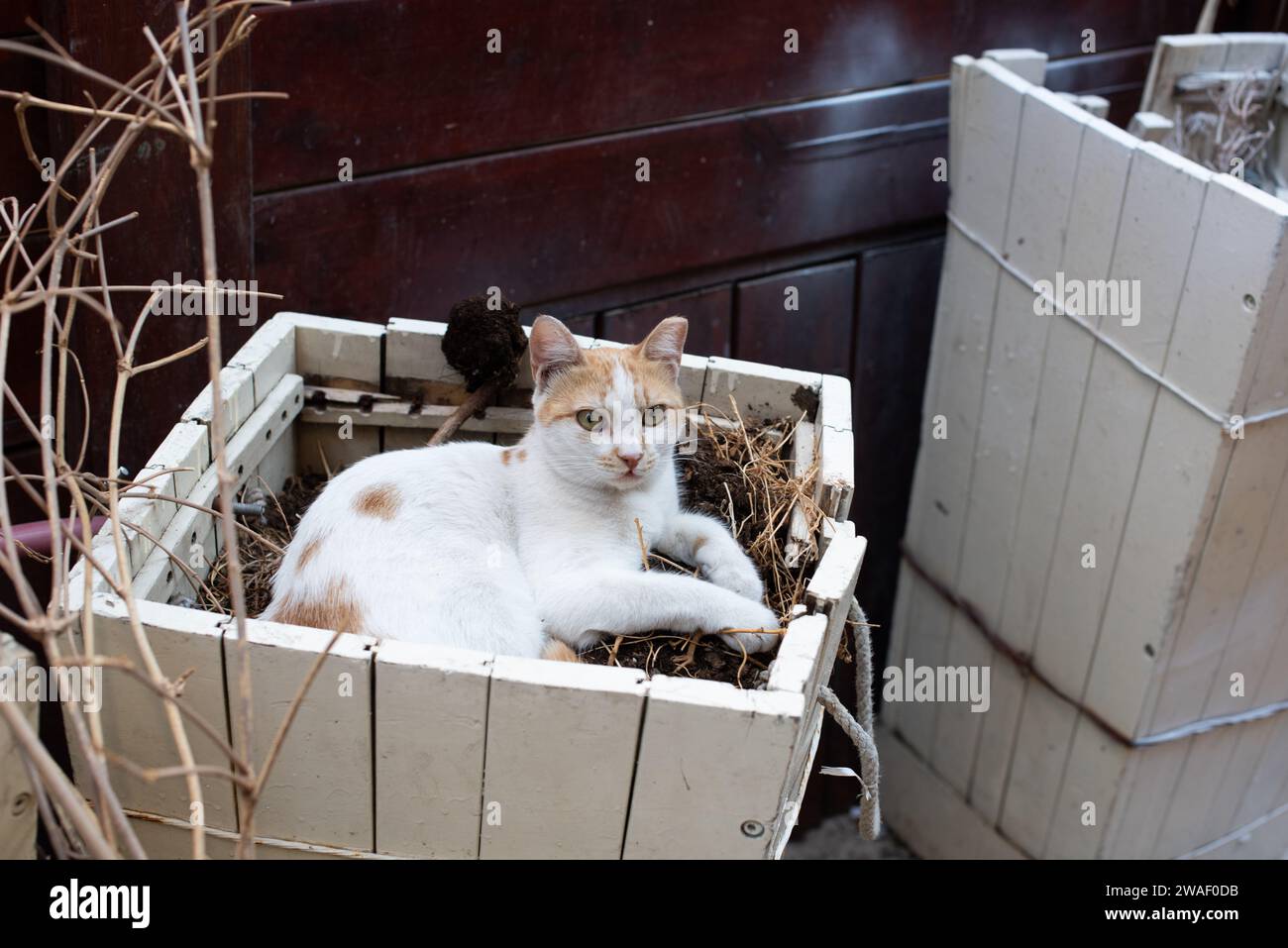 Die orange-weiße Jerusalem-Straßenkatze findet ein bequemes Bett, das in einem unbenutzten bewaldeten Pflanzkasten versteckt ist. Stockfoto