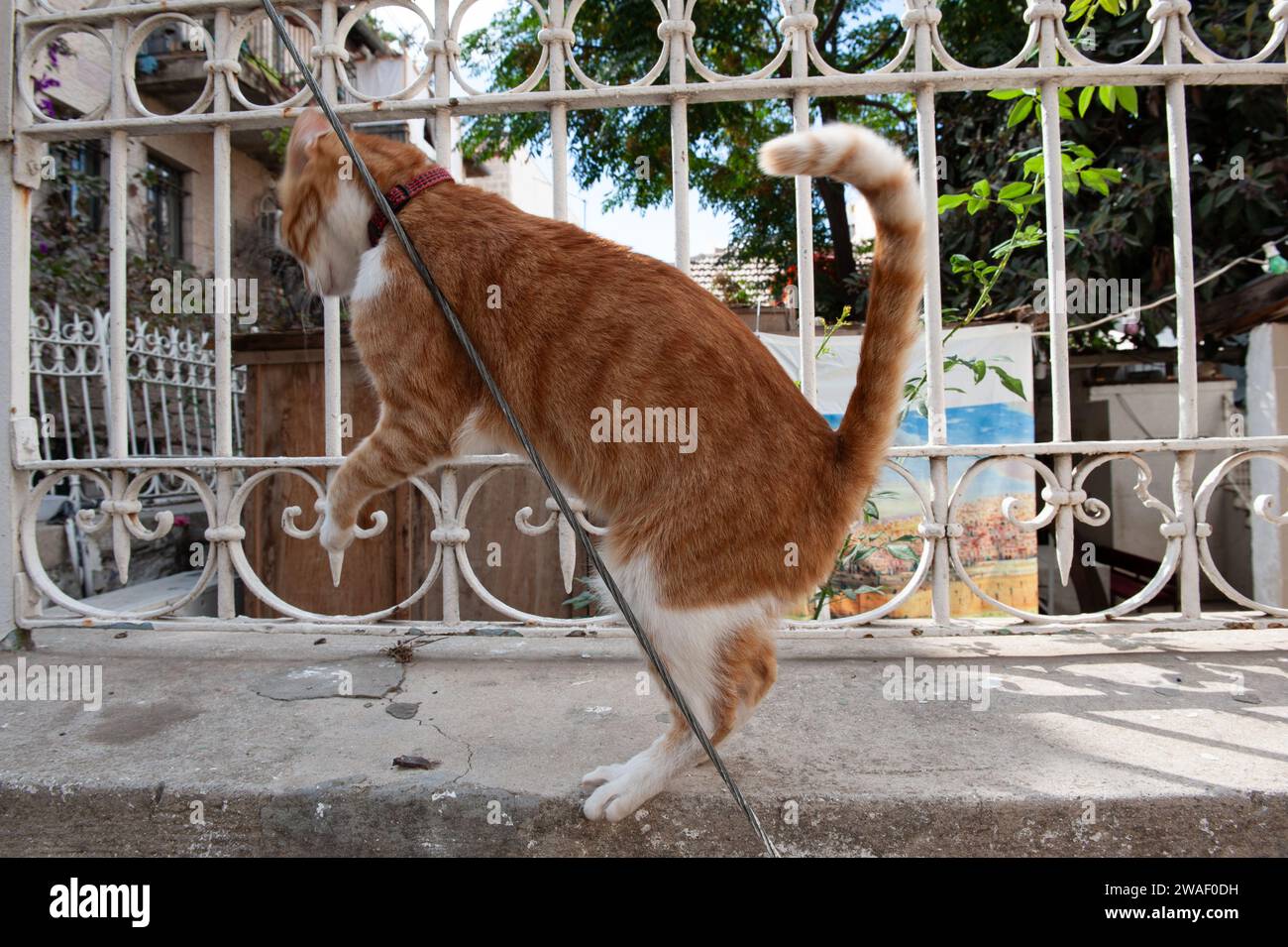Eine verrückte, junge Ginger Tigerstreifenkatze mit rotem Kragen reibt sich den Rücken gegen einen Silberdraht. Stockfoto