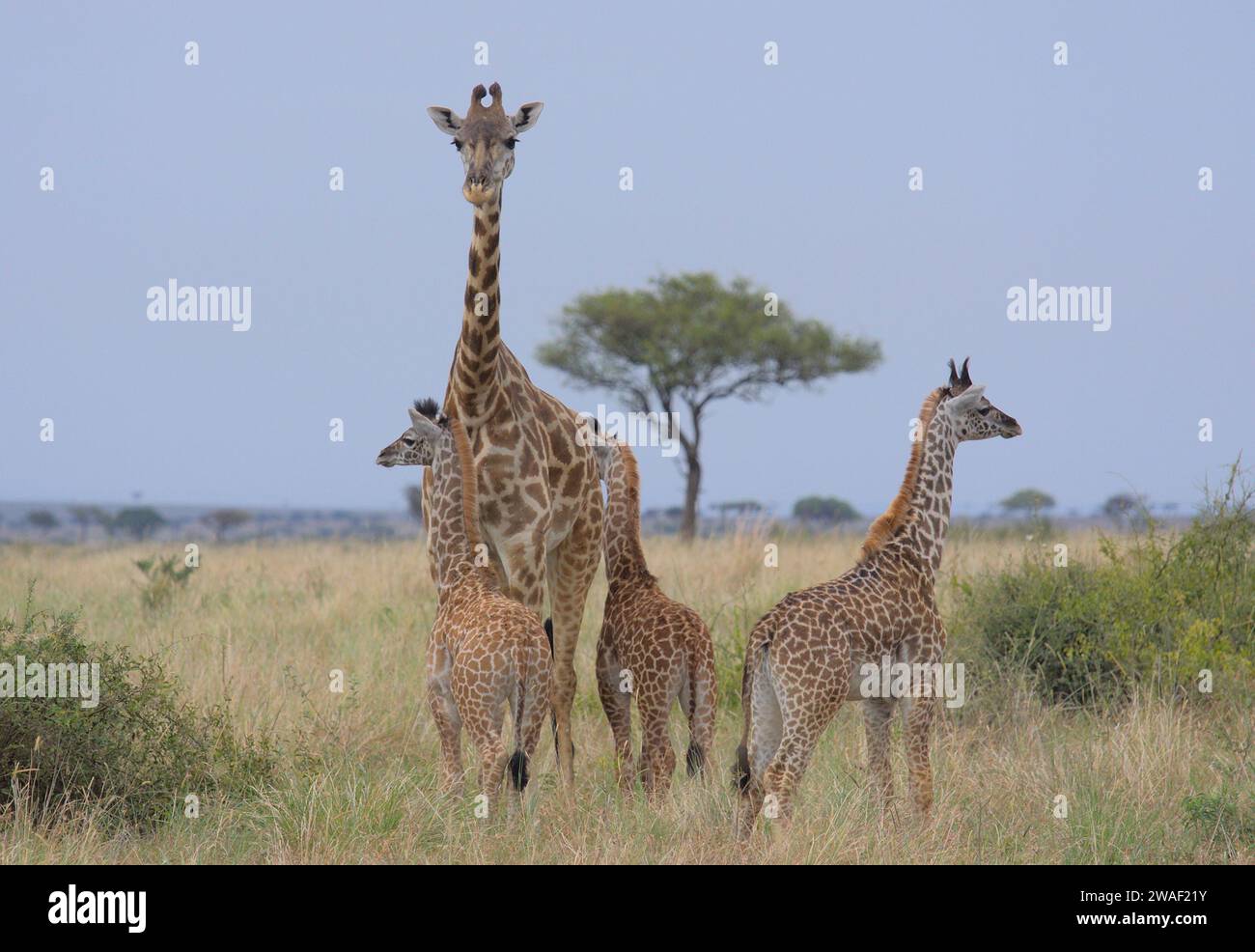 Mutter masai Giraffe, die wachsam steht und über einen Turm von drei Babygiraffen im wilden Masai Mara, Kenia, wacht Stockfoto