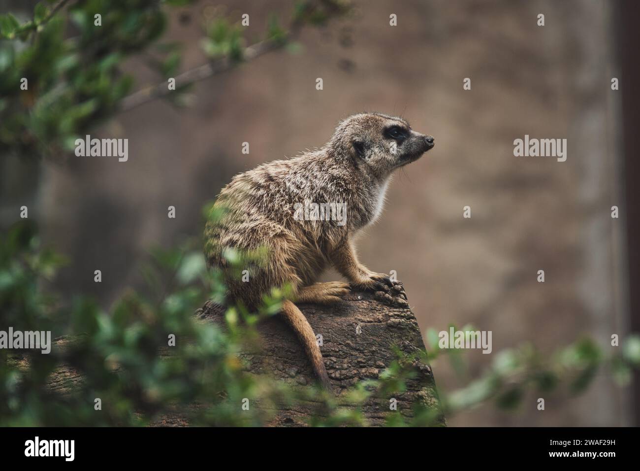 Erdmännchen sitzen auf einem Baumstamm in einem Zoo in Deutschland Stockfoto