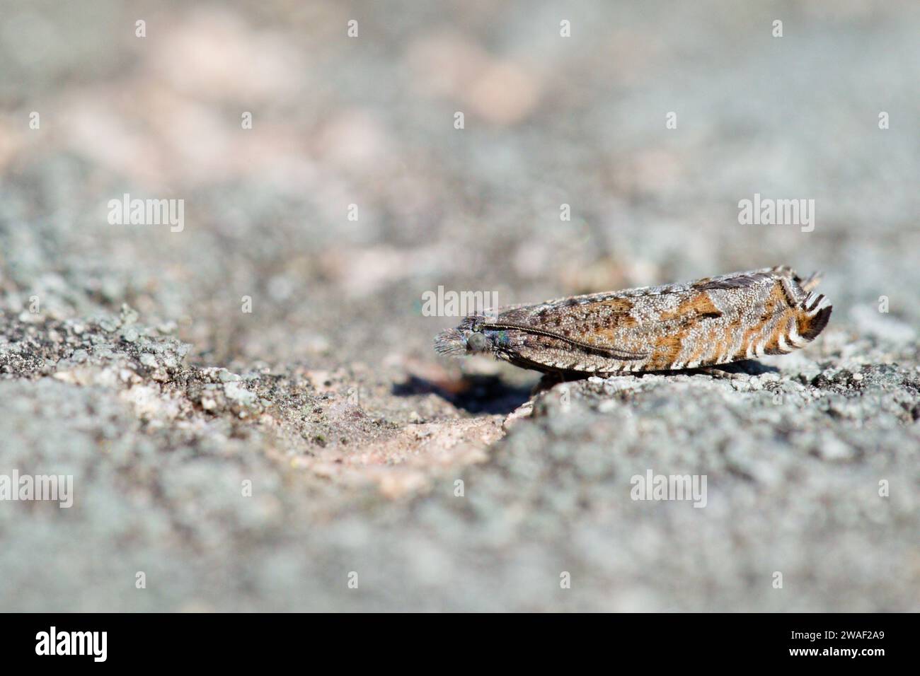 Leafrollermotte (Ancylis unguicella) Stockfoto