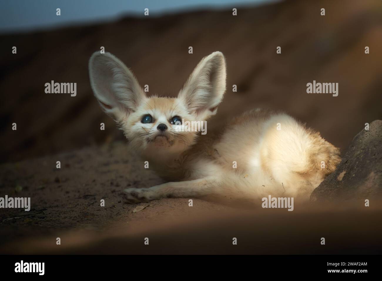 Nordafrikanisches Tiermotiv: Fennec-Fuchs, Vulpes Zerda, der kleinste Fuchs, der in den Wüsten Nordafrikas beheimatet ist. Direkter Augenkontakt, große Ohren, felsig Stockfoto