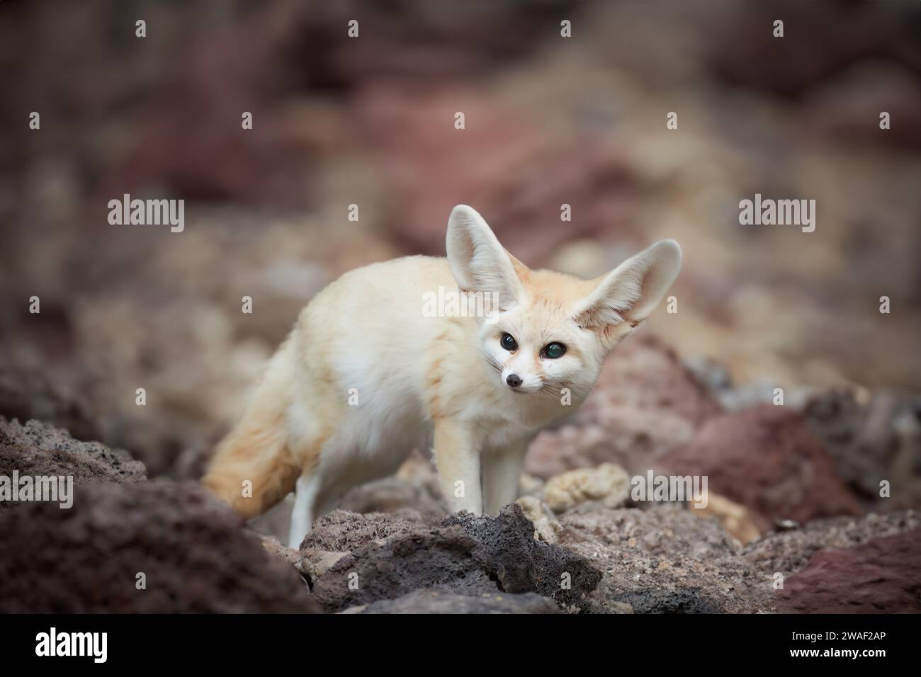 Nordafrikanisches Tiermotiv: Fennec-Fuchs, Vulpes Zerda, der kleinste Fuchs, der in den Wüsten Nordafrikas beheimatet ist. Direkter Augenkontakt, große Ohren, felsig Stockfoto