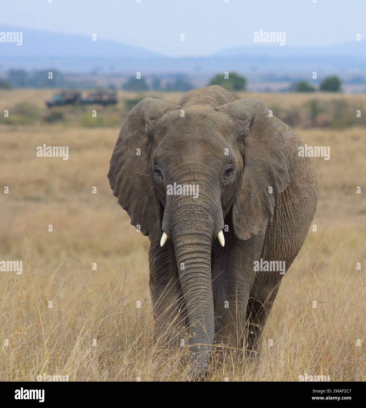 afrikanischer Elefant weidet in der Savanne des wilden Masai Mara, Kenia, mit Safari-Fahrzeugen im Hintergrund Stockfoto