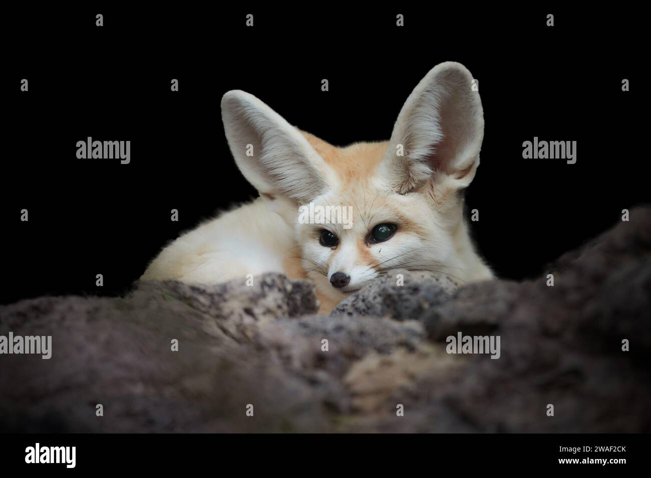 Isoliert auf schwarzem Hintergrund: Fennec-Fuchs, Vulpes Zerda, der kleinste Fuchs, der in den Wüsten Nordafrikas beheimatet ist. Direkter Augenkontakt, große Ohren, Stein Stockfoto