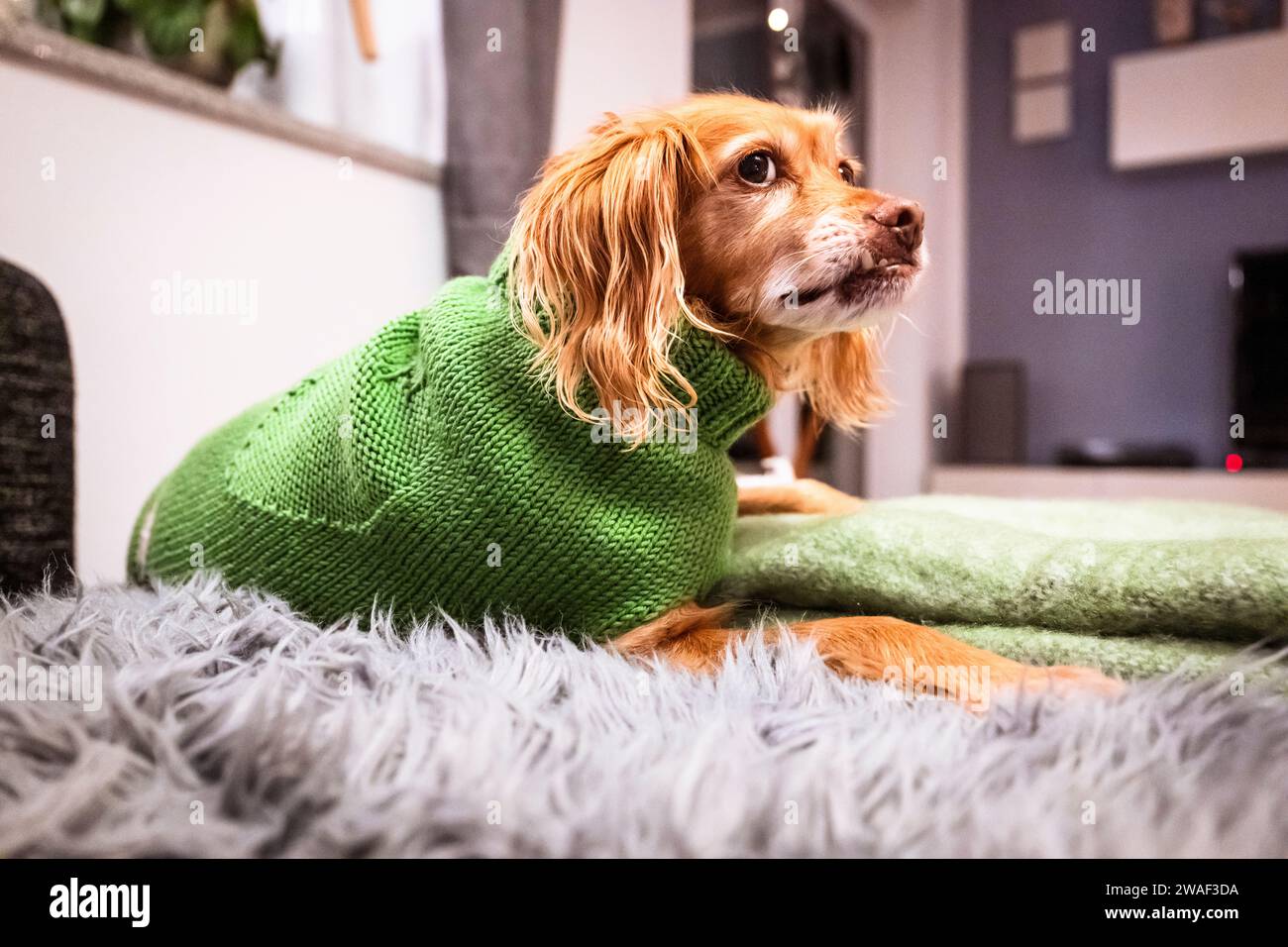 Brauner Spaniel-Mehlhund mit grünem Strickpullover auf einem schwarz-grau melierten Sofa mit Kissen und mintgrüner Decke und grauem Fell Stockfoto