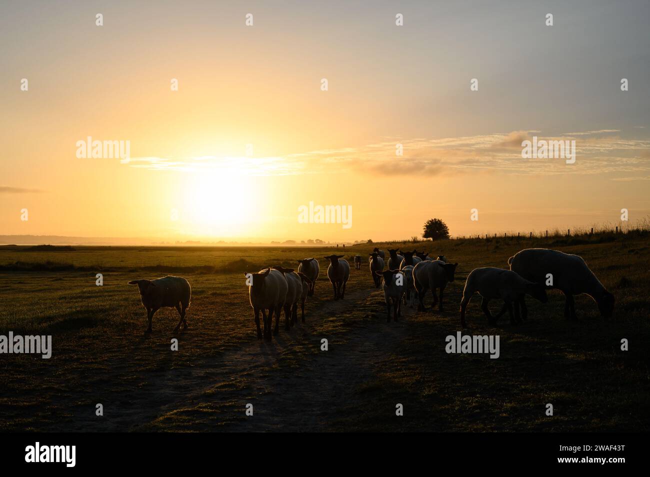 Mehrere Lämmer mit Hintergrundbeleuchtung während des Sonnenaufgangs in der Nähe von Mont Saint-Michel, Normandie, Frankreich Stockfoto