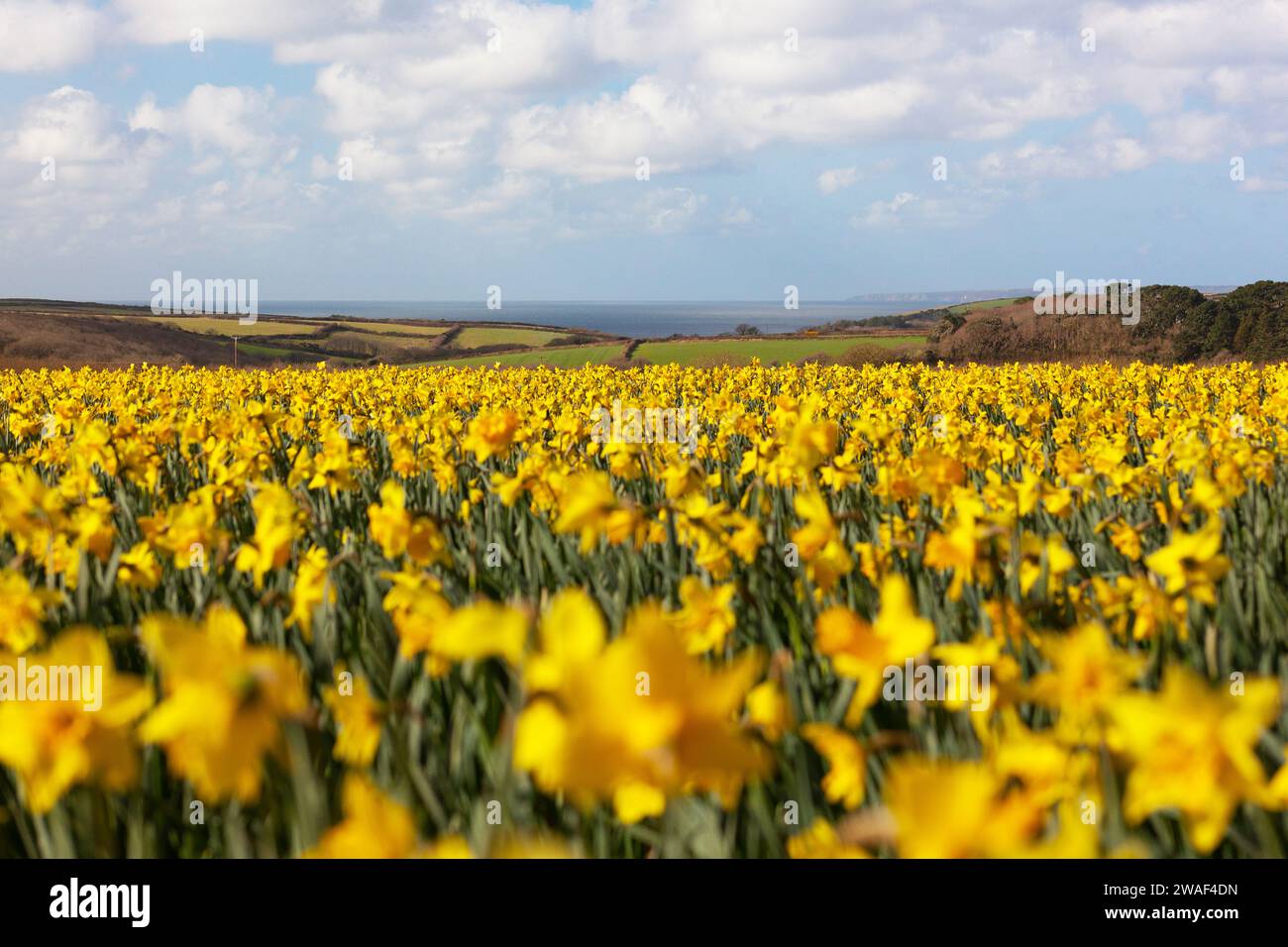 Daffodil Field in Cornwall mit Blick auf das Meer Stockfoto