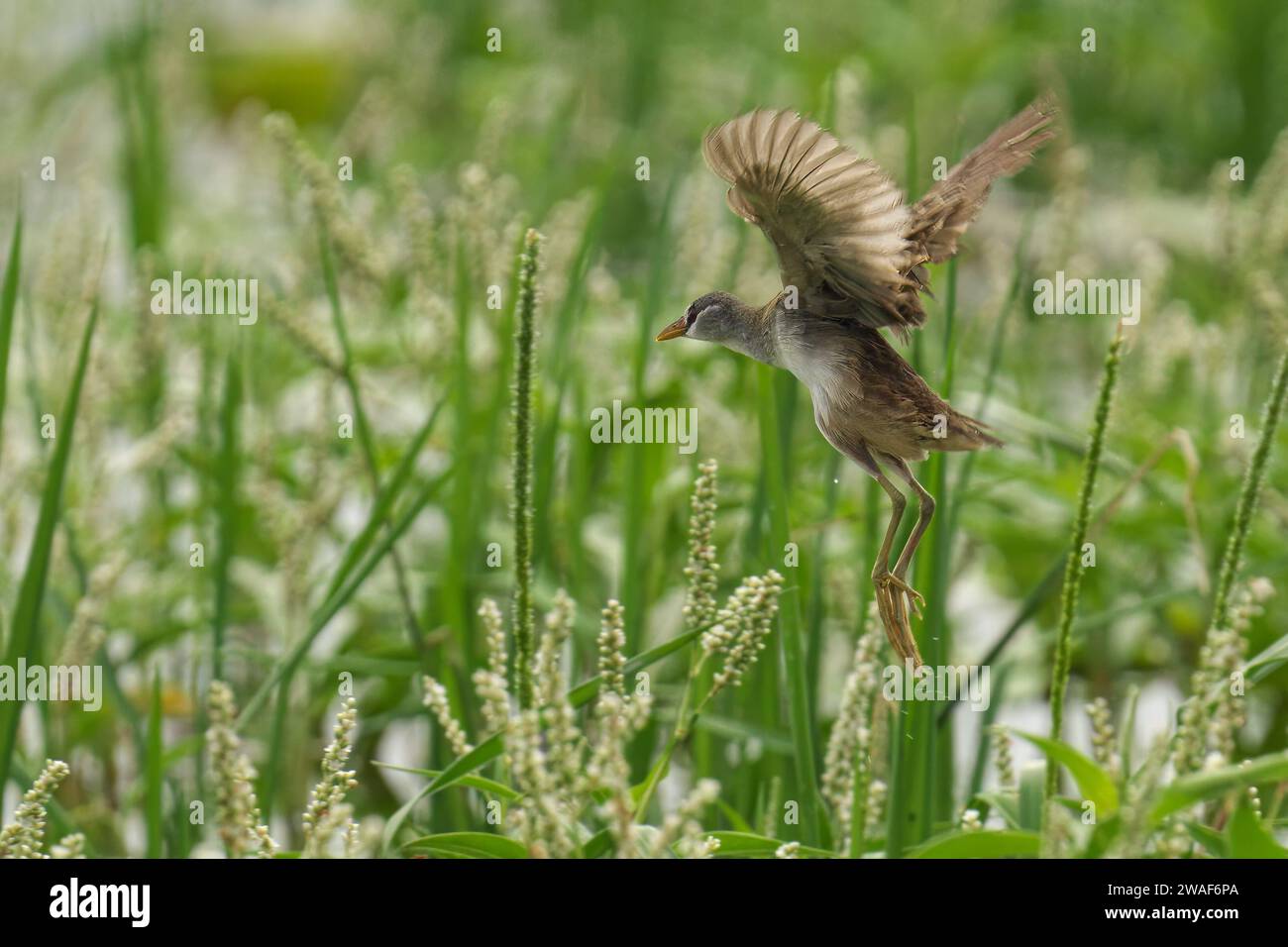 Ein weiß-brauner Knall, der durch ein lebhaftes grünes Feld aus Wildblumen schwingt, dessen Flügel weit ausgebreitet sind Stockfoto