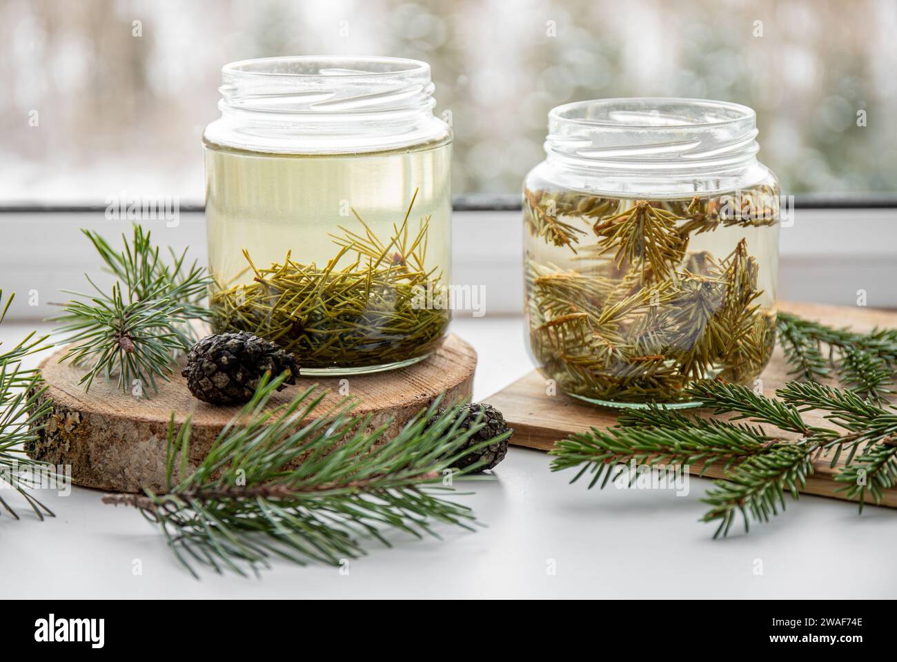 Herstellung von Sirup aus frischen Kiefernnadeln und Fichtennadeln. Glasgläser mit Nadeln, die in der Küche mit Wasser infundiert sind. Stockfoto