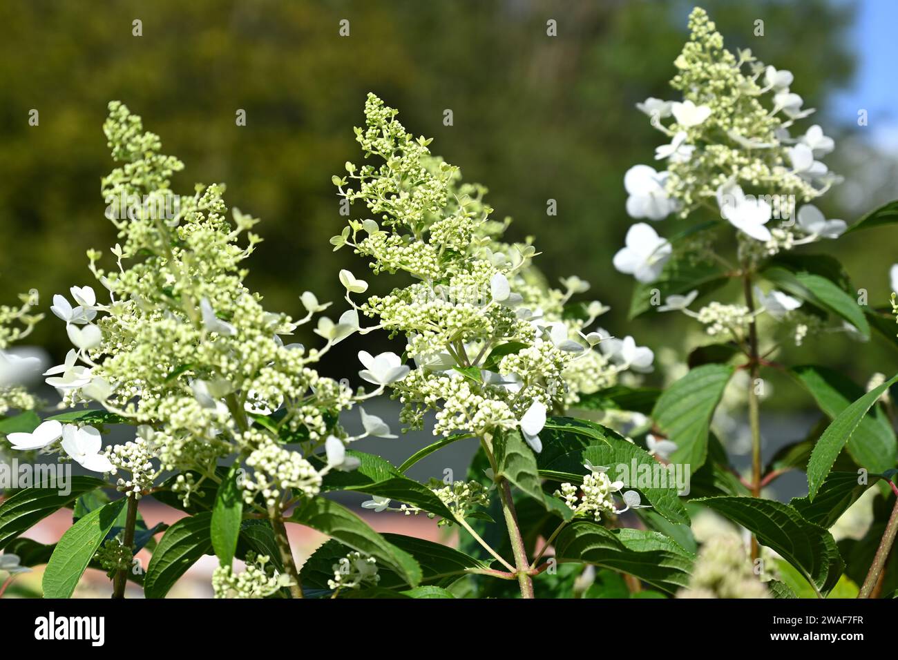 Hortensie paniculata Pink Cloud wächst im britischen Garten September Stockfoto