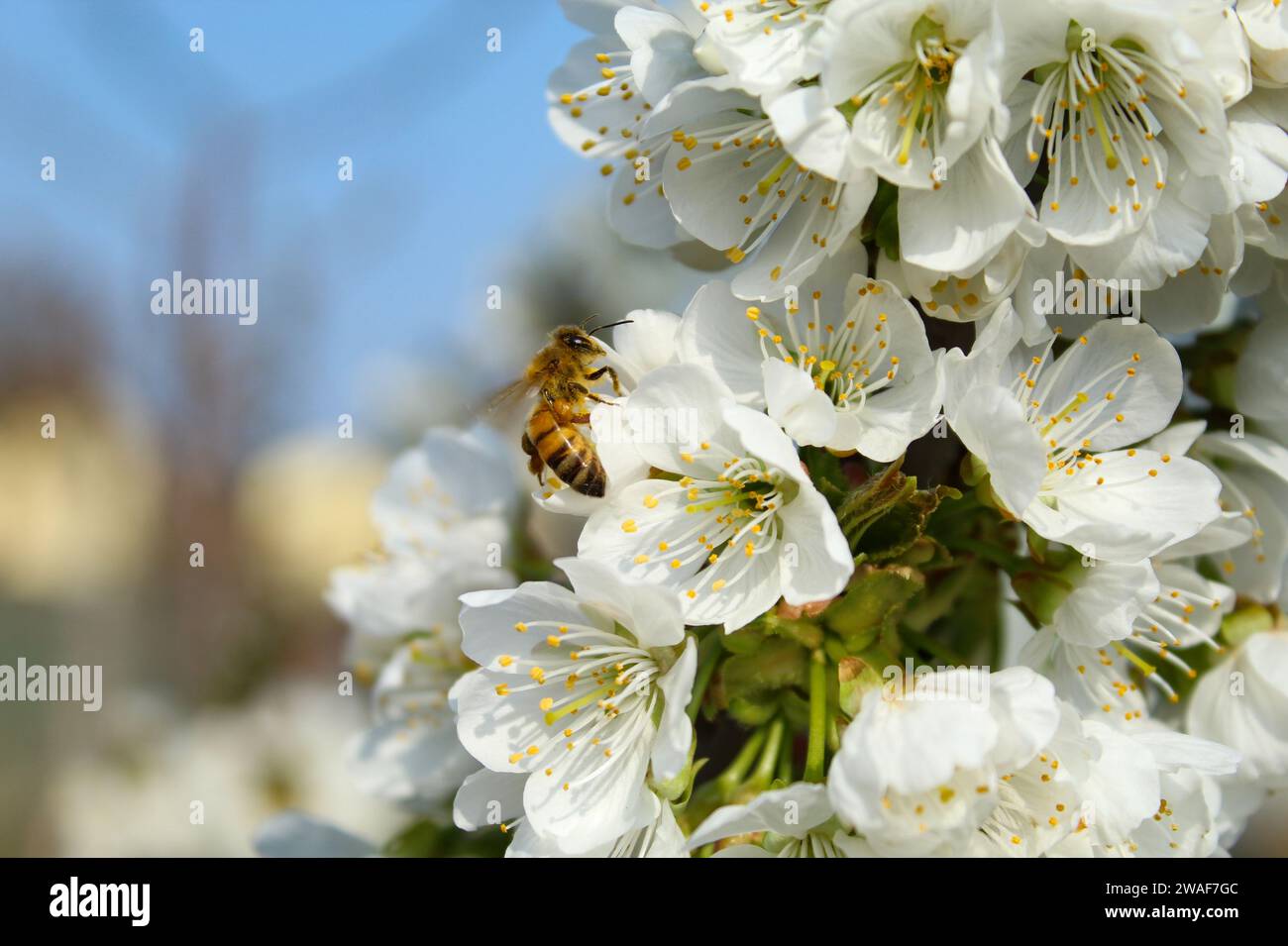 Affe (APIs mellifera) su un fiore di ciliegio, mentre raccoglie polline e nettare. Stockfoto