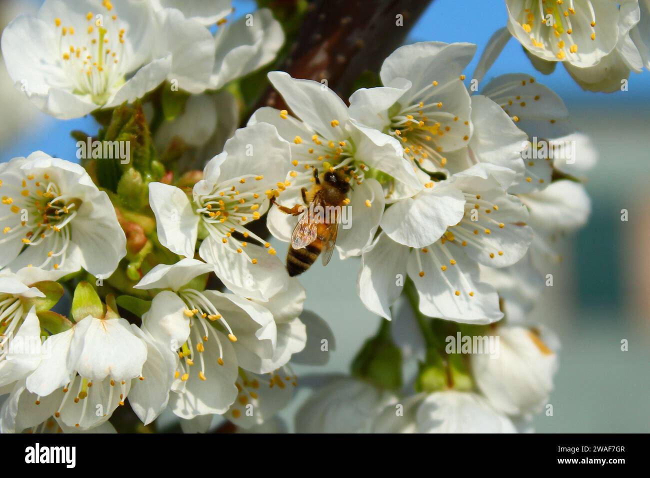 Affe (APIs mellifera) su un fiore di ciliegio, mentre raccoglie polline e nettare. Stockfoto