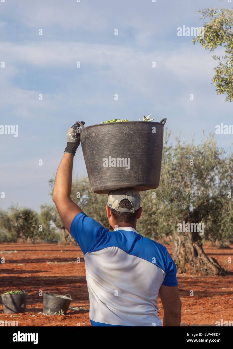 Der Olivenpflücker trägt den Eimer auf seinem Kopf zum Anhänger. Saisonszene der Olivenernte Stockfoto