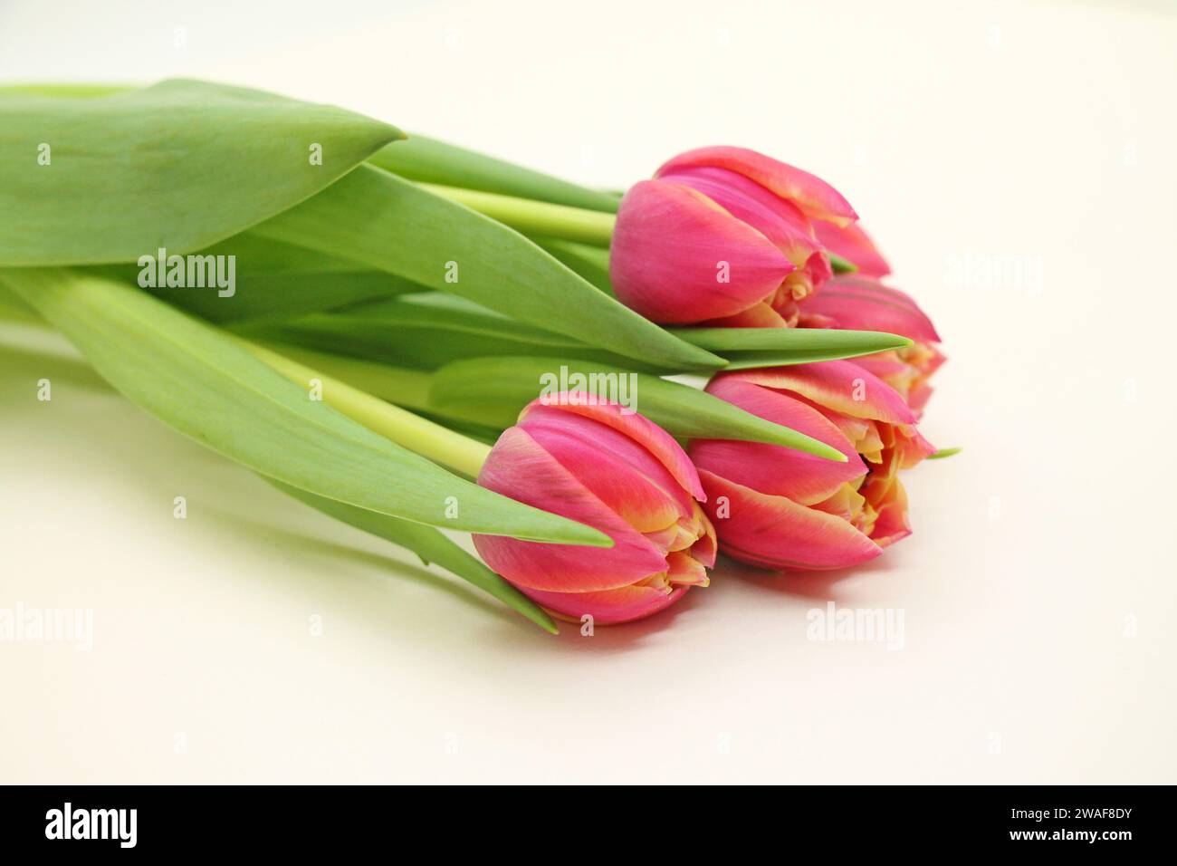 Blumenstrauß frischer rosafarbener Tulpen aus nächster Nähe. Stockfoto