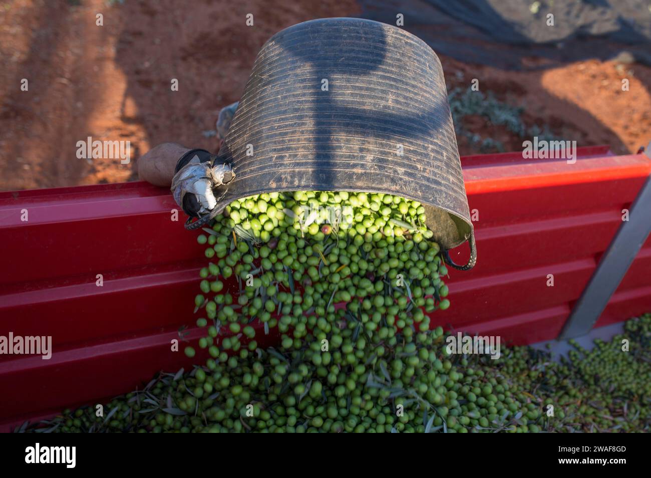 Der Arbeiter leert seinen Eimer mit Oliven in den Wohnwagen. Saisonszene der Tafeloliven Stockfoto