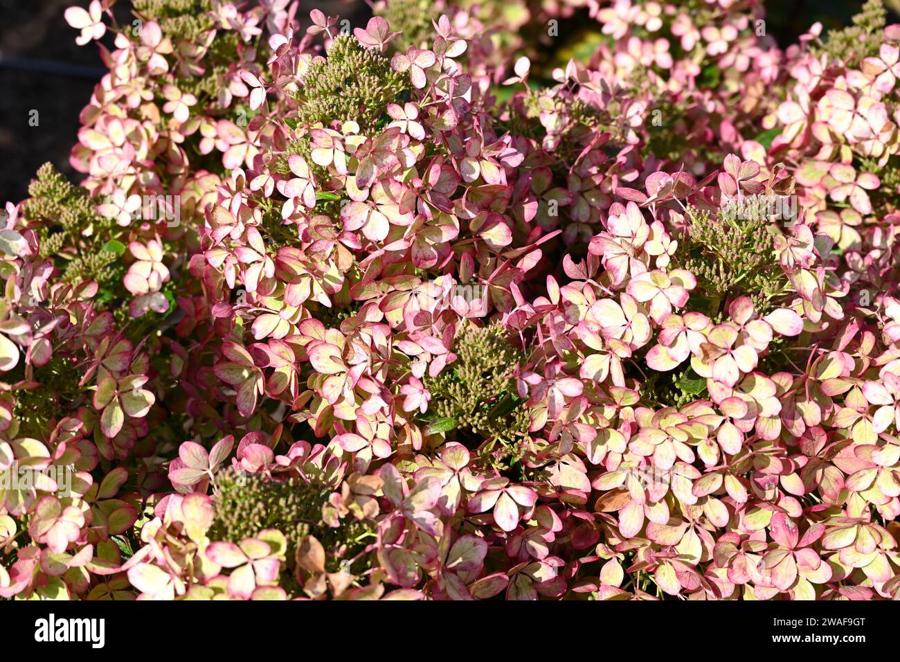 Hortensie paniculata Pastelgrün wächst im britischen Garten September Stockfoto