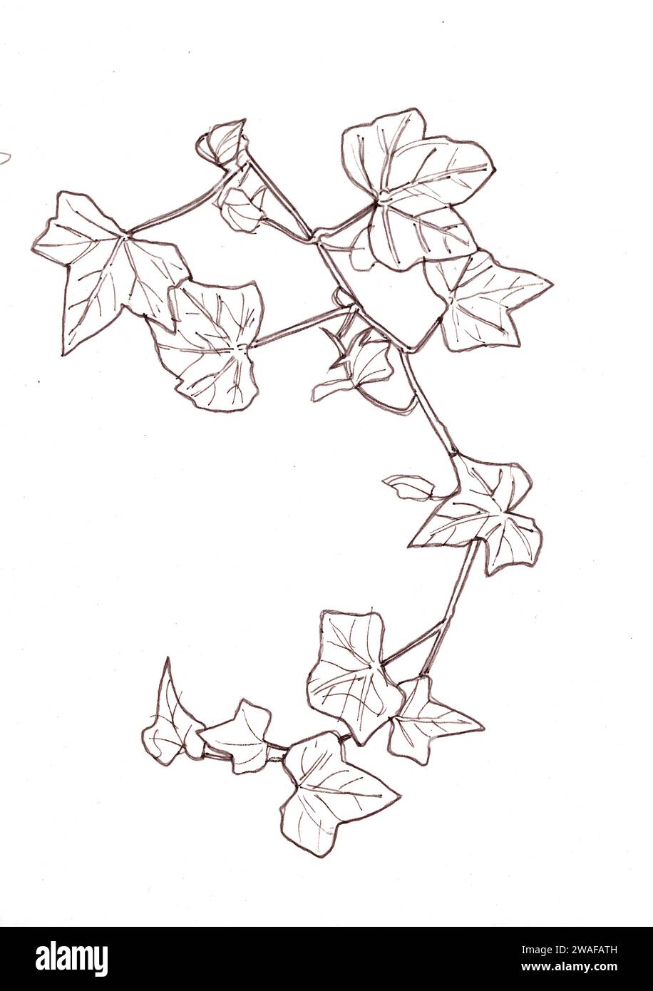 Schwarz-weiße Strichdarstellung von Efeublättern auf weißem Hintergrund. Stockfoto Schwarz-weiße Strichdarstellung von Efeublättern auf weißem Hintergrund. Stockfoto