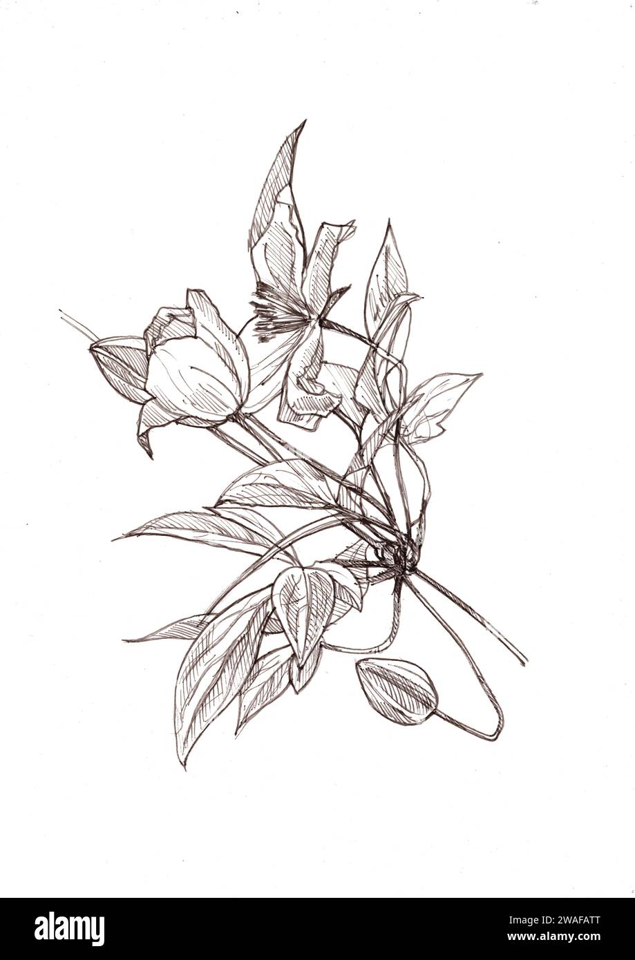 Schwarz-weiße Liniendarstellung von Clematis-Blüten auf weißem Hintergrund. Stockfoto Schwarz-weiße Liniendarstellung von Clematis-Blüten auf weißem Hintergrund. Stockfoto