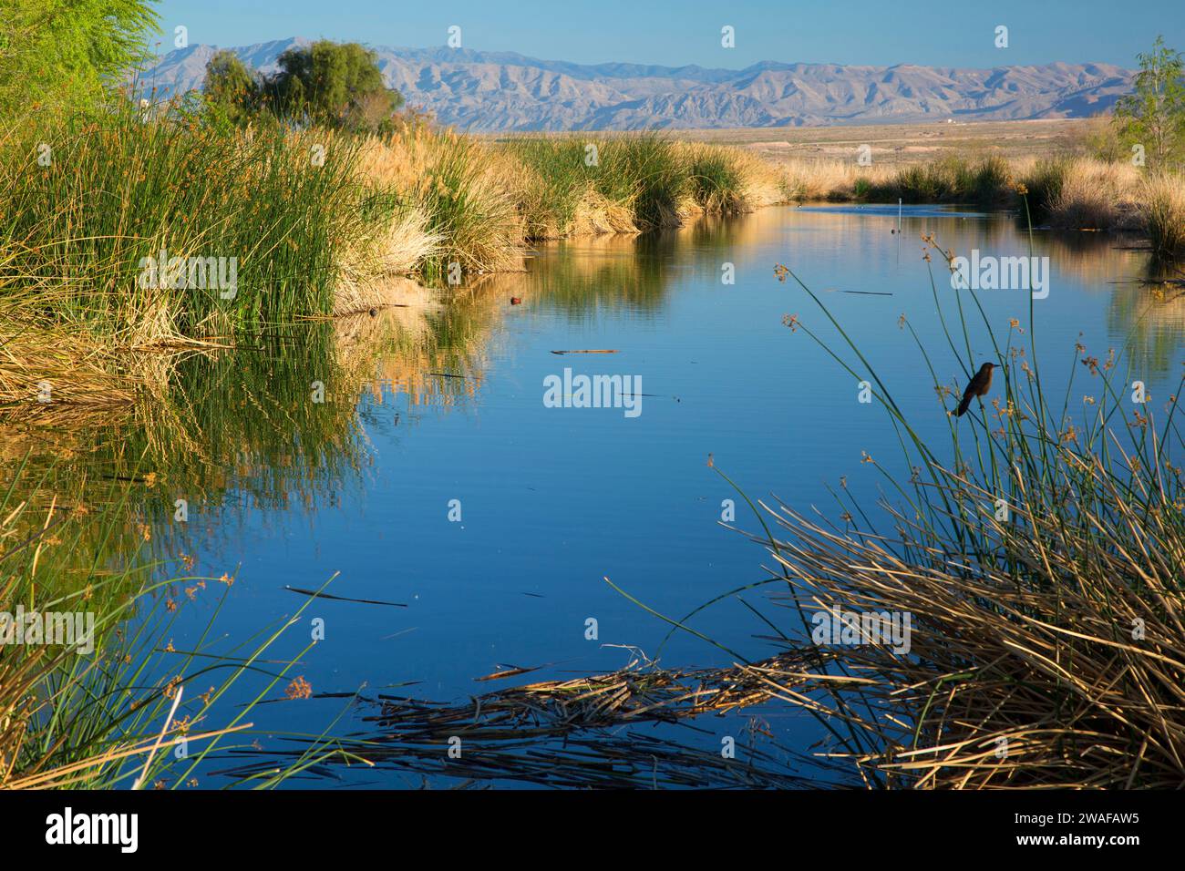 Feuchtgebiet Teich, Stadt Henderson Vogelbeobachtung bewahren, Nevada Stockfoto