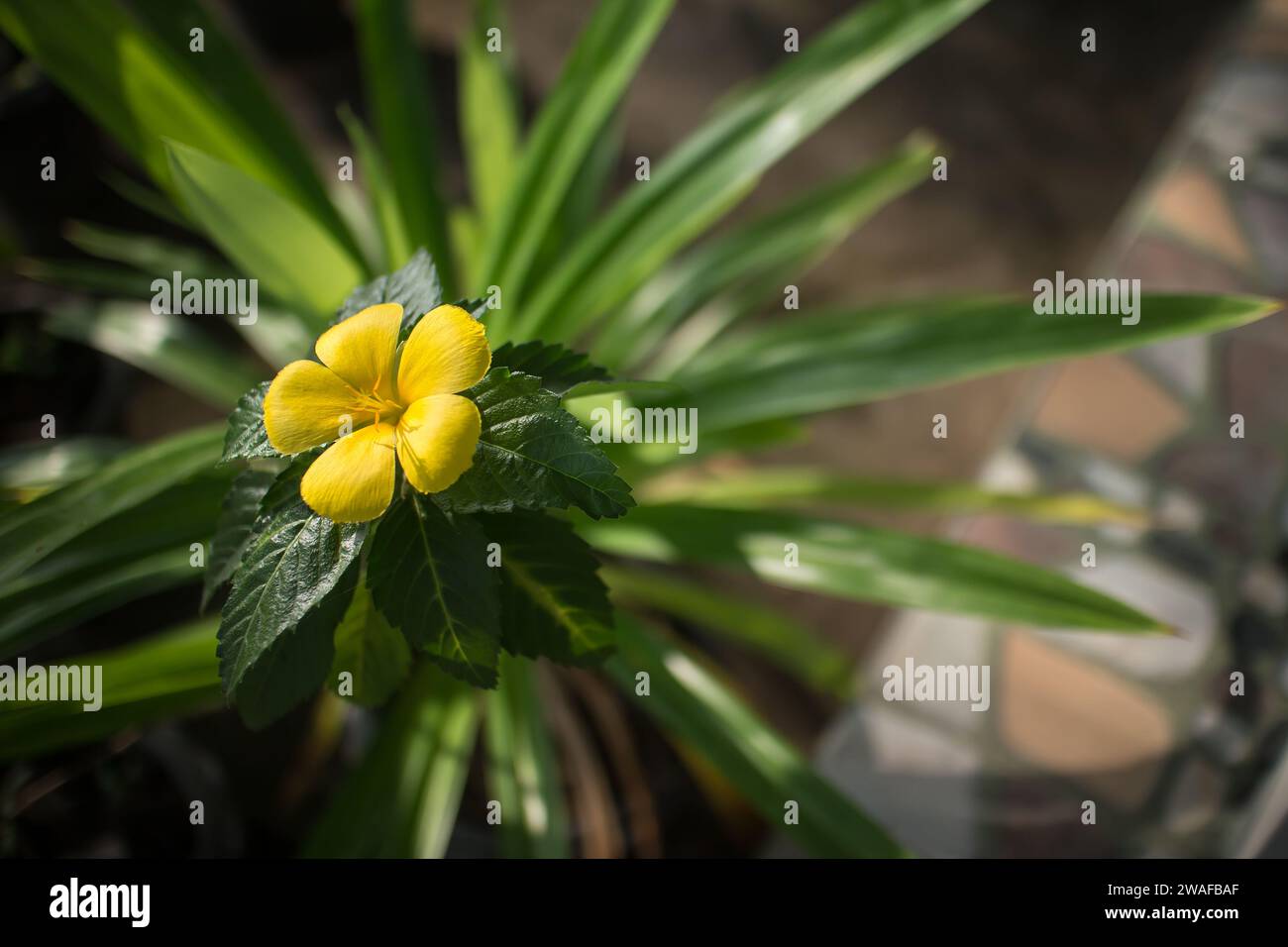 Salbei-Rose、GelbErle、Gelbfalter Turnera ulmifolia Turnera ulmifolia. Goldenes Baby Stockfoto