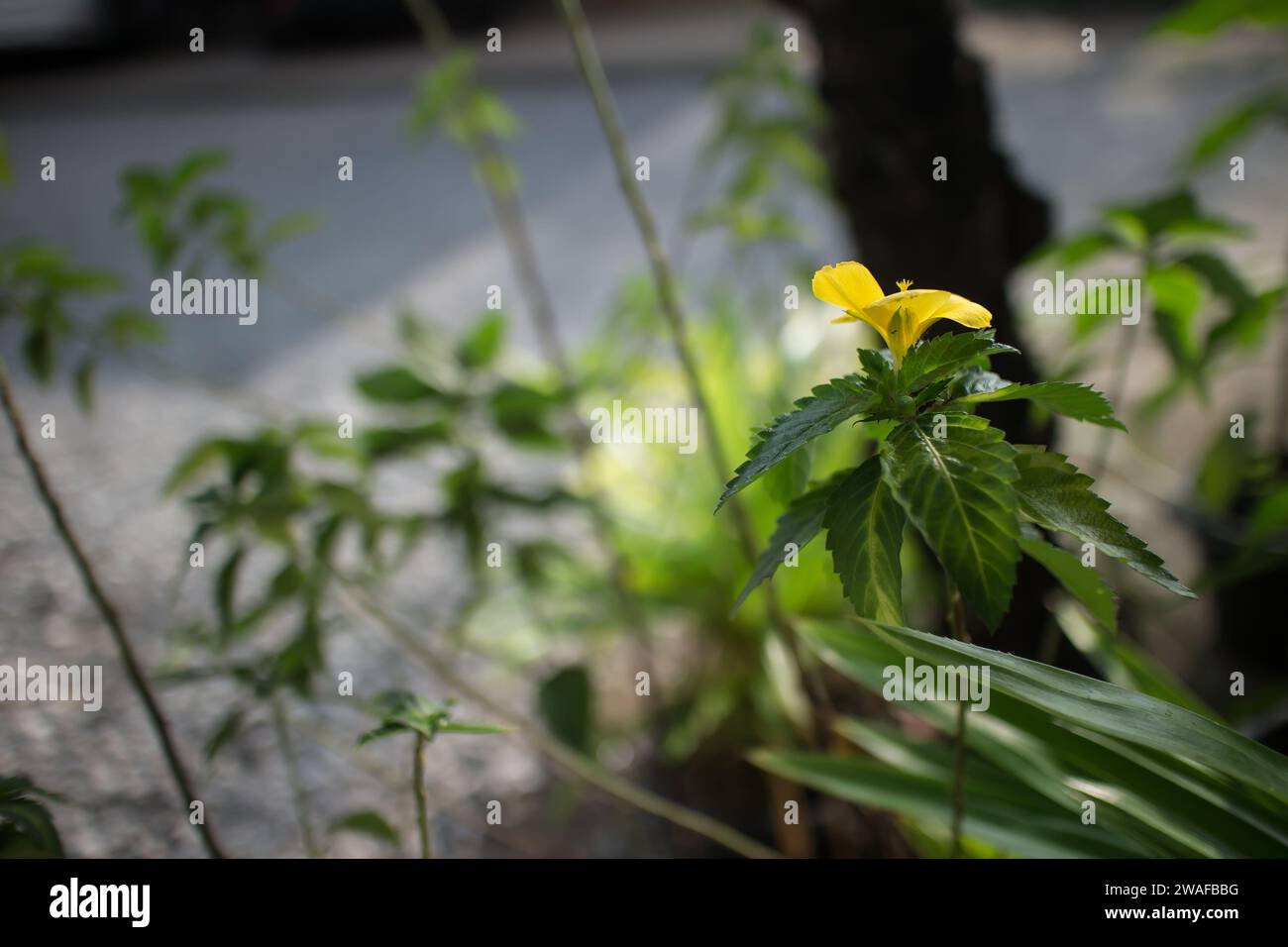 Salbei-Rose、GelbErle、Gelbfalter Turnera ulmifolia Turnera ulmifolia. Goldenes Baby Stockfoto