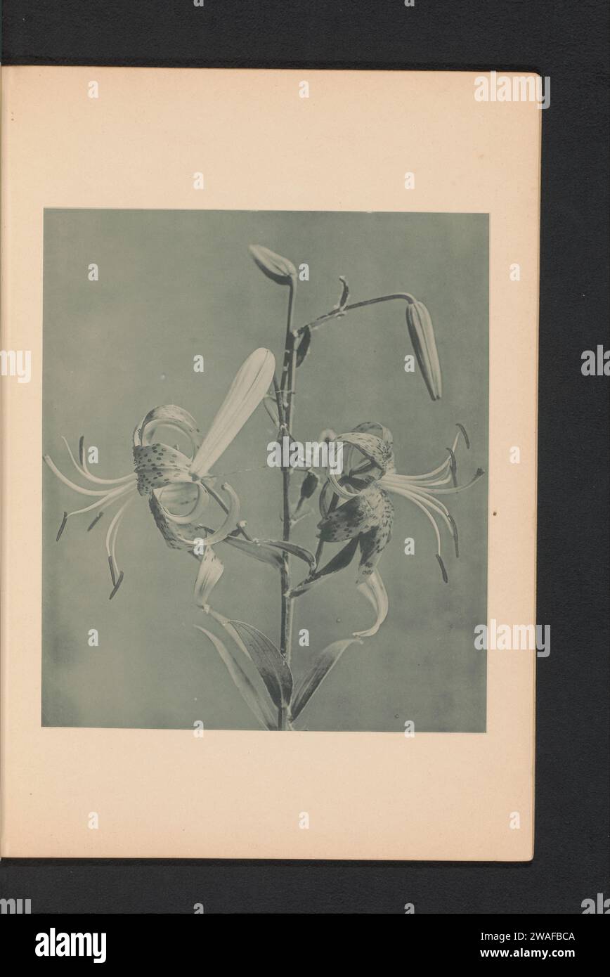 Japanse Lelie, Kazumasa Ogawa, C. 1890 -in oder vor 1895 photomechanisches Druckpapier Kollotype Flowers: lily Stockfoto