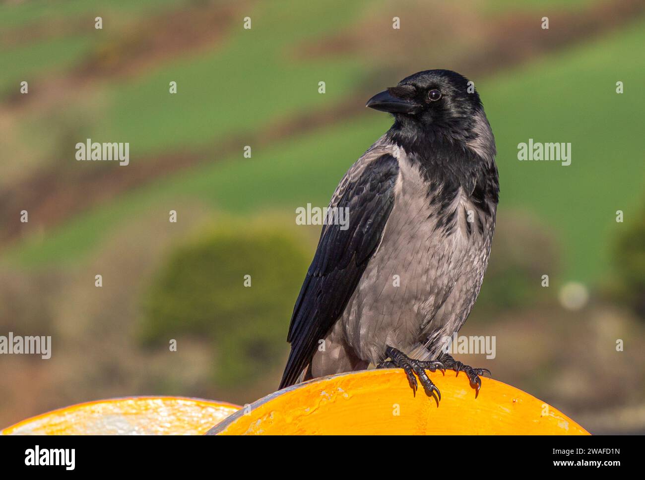 Corvus Cornix mit Kapuze auf dem Geländer Stockfoto