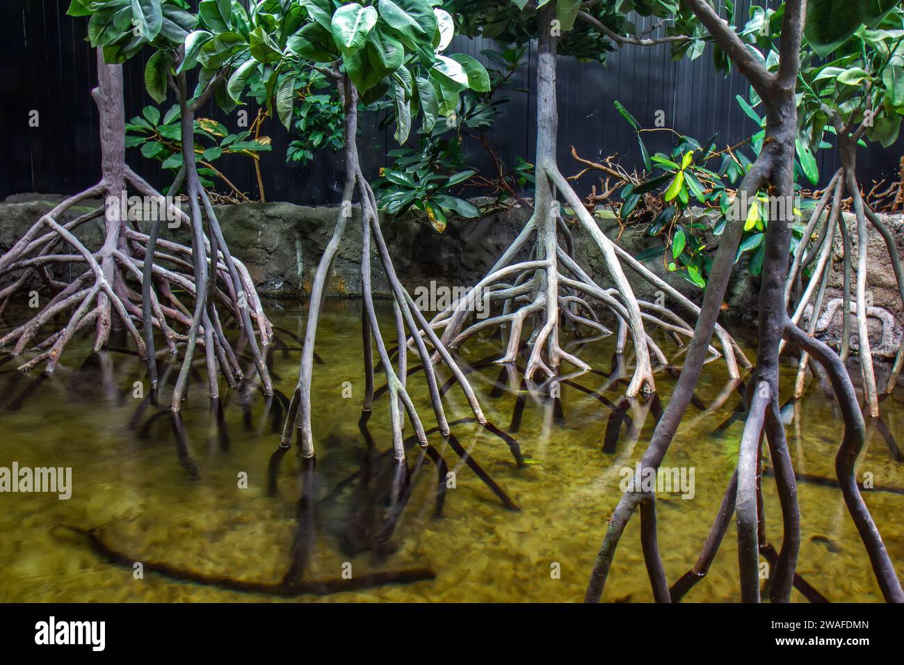 Mangrovenwälder, auch Mangrovensümpfe oder Sümpfe genannt, sind produktive Feuchtgebiete, die in küstennahen Gezeitenzonen vorkommen Stockfoto