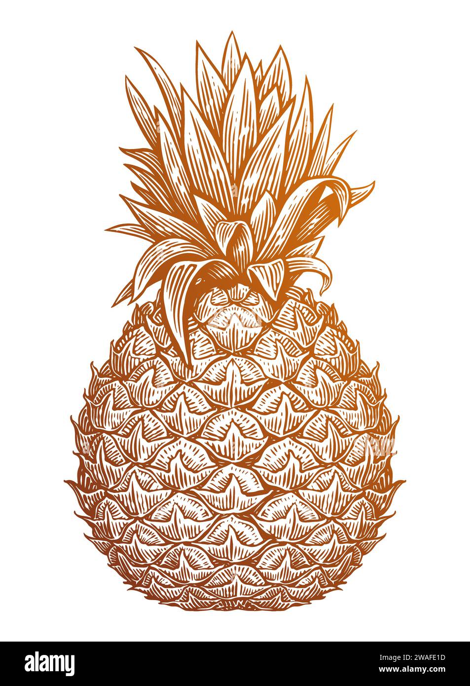 Ananas mit Blättern, handgezeichnet. Illustration des Vektorvektors der tropischen Frucht Stock Vektor