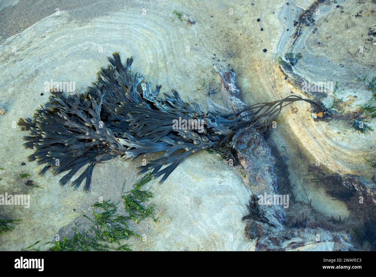 Bladderwrack ist ein gewöhnlicher Algen, der in der Gezeitenzone gefunden wird. Es ist in der Lage, unter extremen Schwankungen der Bedingungen, durch Hitze und Kalk, zu überleben Stockfoto