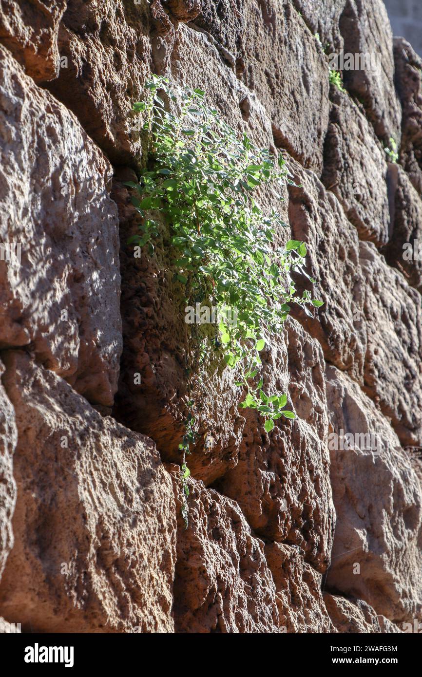 Ein grüner Busch wächst und bricht aus einer alten Mauer. Die Mauer besteht aus großen Steinen Stockfoto