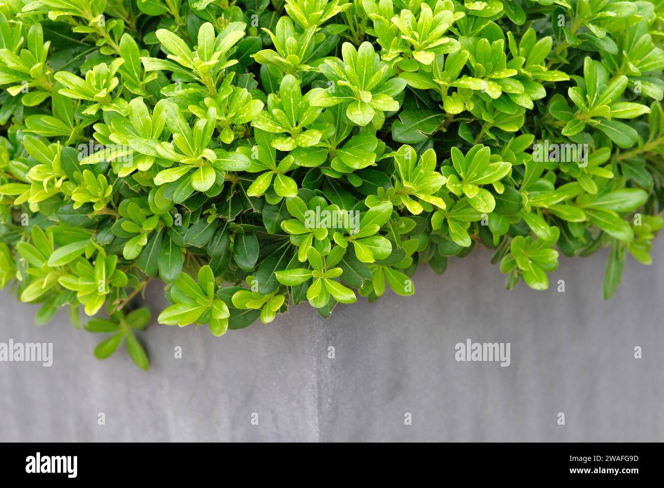 Grüne Pflanzen in großem grauen Topf im Innenhof für Landschaftsgestaltung. Grünes Zuhause. Stockfoto