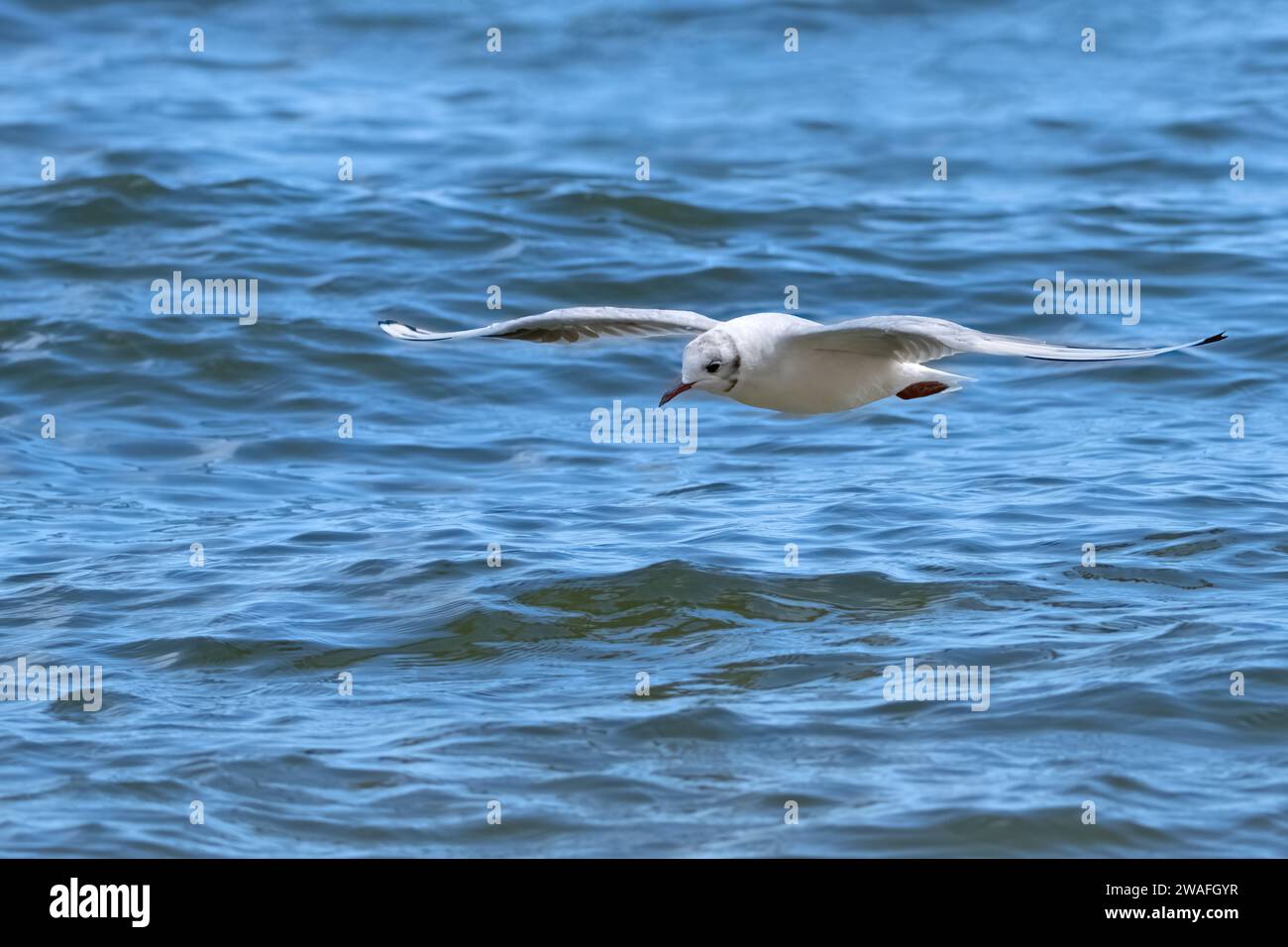 Schwarzkopfmöwe (Chroicocephalus ridibundus) fliegt mit ausgestreckten Flügeln über blauem Wasser Stockfoto