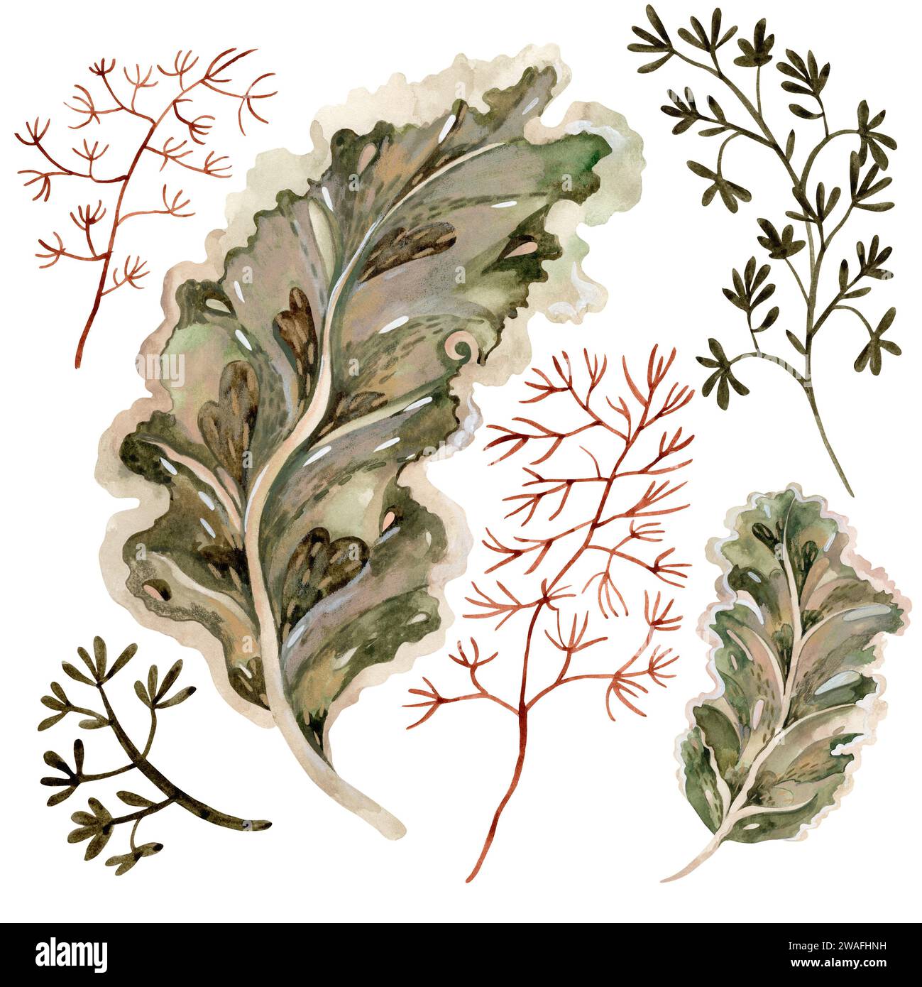 Set aus stilisierten, strukturierten tropischen Blättern und Zweigen auf weißem Hintergrund. Isolieren. Flache Abbildung. Zeichnung für die Gestaltung von Souvenirs, Karten, Post Stockfoto