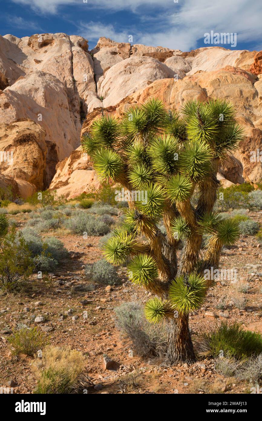 Joshua Tree in der nähe von Whitney Taschen, Gold Butte National Monument, Nevada Stockfoto