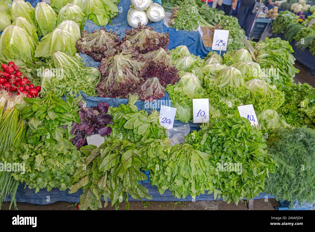 Frischer Eisbergsalat Salate Blattgemüse auf dem Bauernmarkt Stockfoto