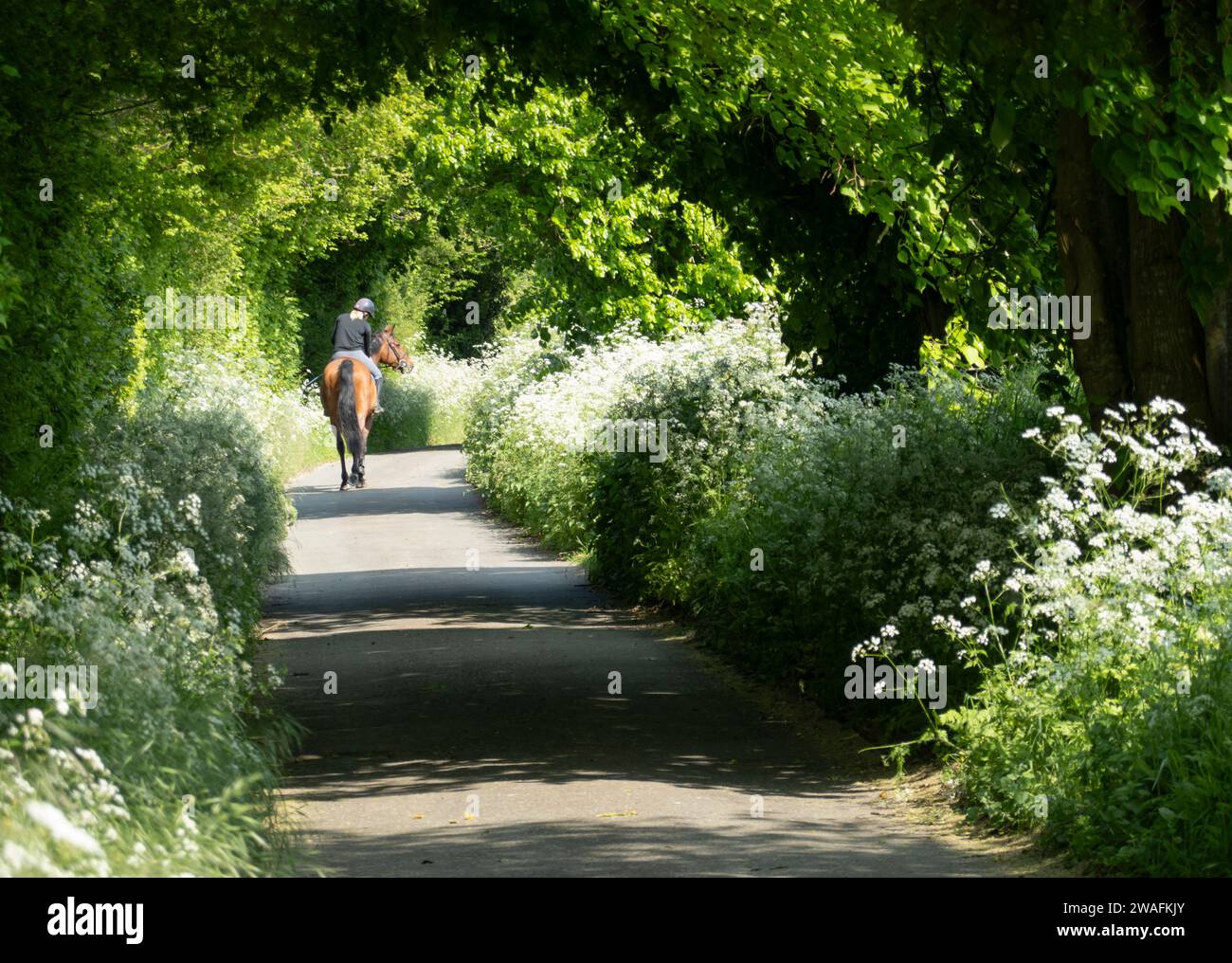 Pferd und Reiter entlang der grünen Landstraße im Frühlingsnachmittagssonne, Leckhamstead, in der Nähe von Newbury, Berkshire, England, Vereinigtes Königreich, Europa Stockfoto