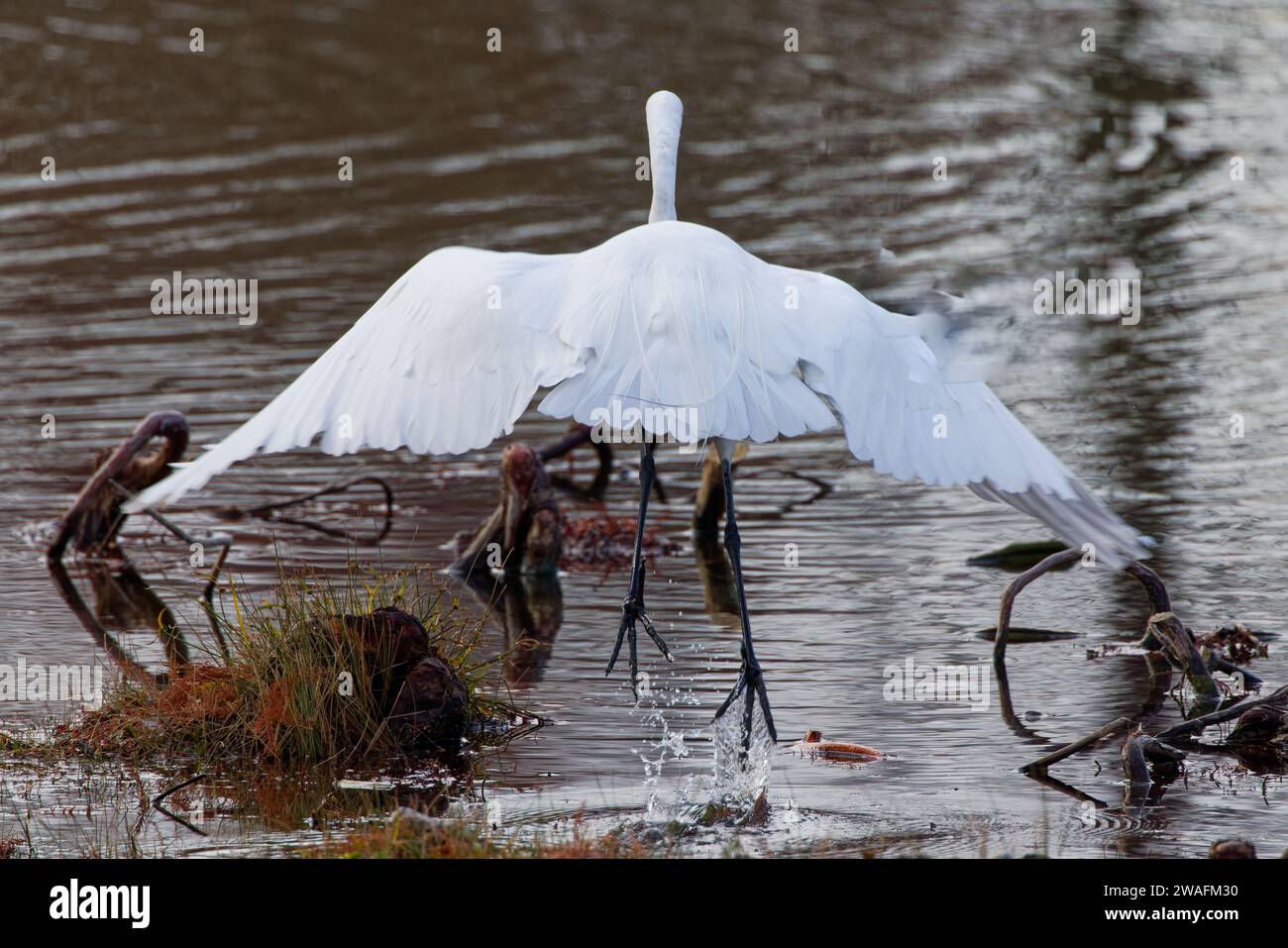 Ein großer Egret, der gerade an einem grauen Wintermorgen fliegen will. Es sind große, langbeinige Watvögel mit langen, S-geschwungenen Hälsen und dolchähnlichen Schellen. Stockfoto