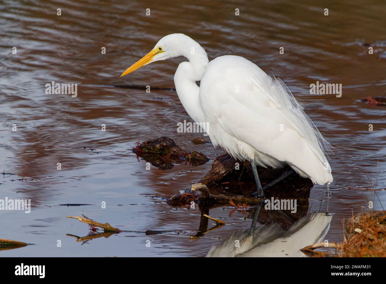 Ein großer Egret, der an einem Wintermorgen am Ufer des Wassers angeln kann. Es sind große, langbeinige Watvögel mit langen, S-geschwungenen Hälsen und dolchähnlichen Schellen. Stockfoto
